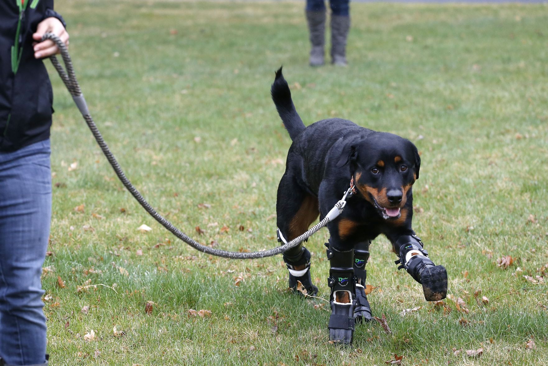 Brutus